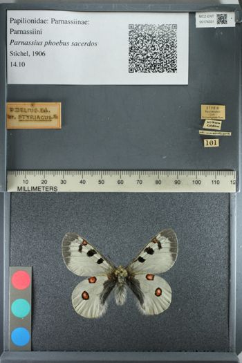 Media type: image;   Entomology 174331
